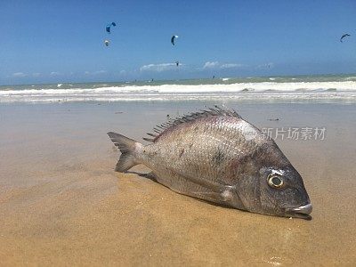 福塔莱泽， 坎布科， 巴西风筝冲浪天堂